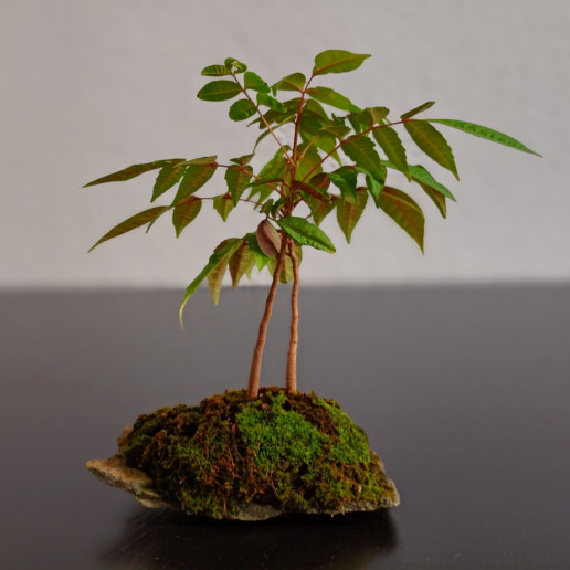 Mini bosque de Rhus. Tienda del jardín Bonsai Luis Vallejo
