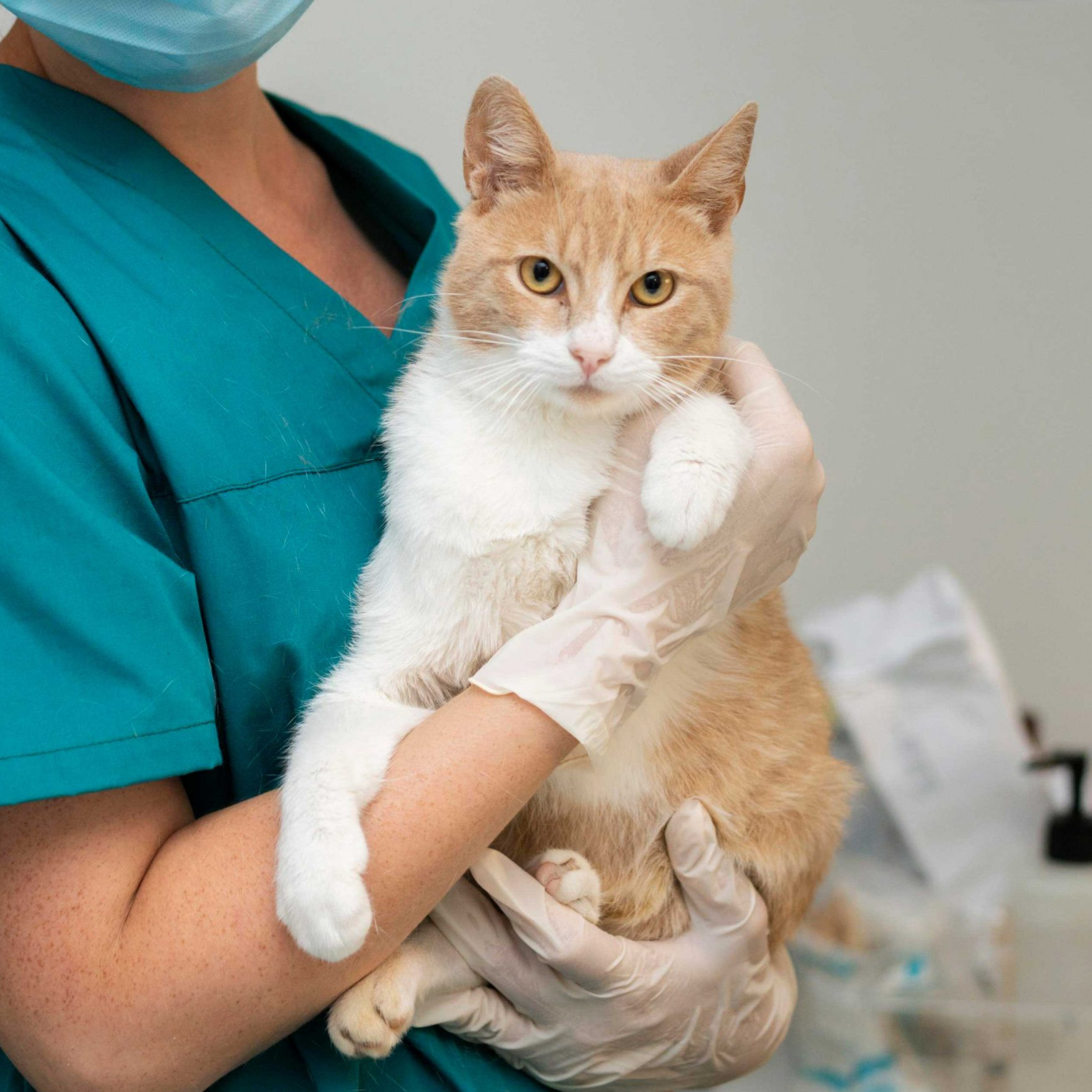 Clínica veterinaria Dr Tamarit. Web design