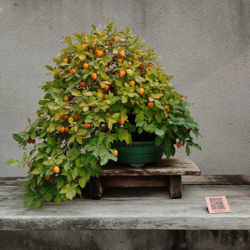 QR Jardín Bonsai Luis Vallejo Visita vir