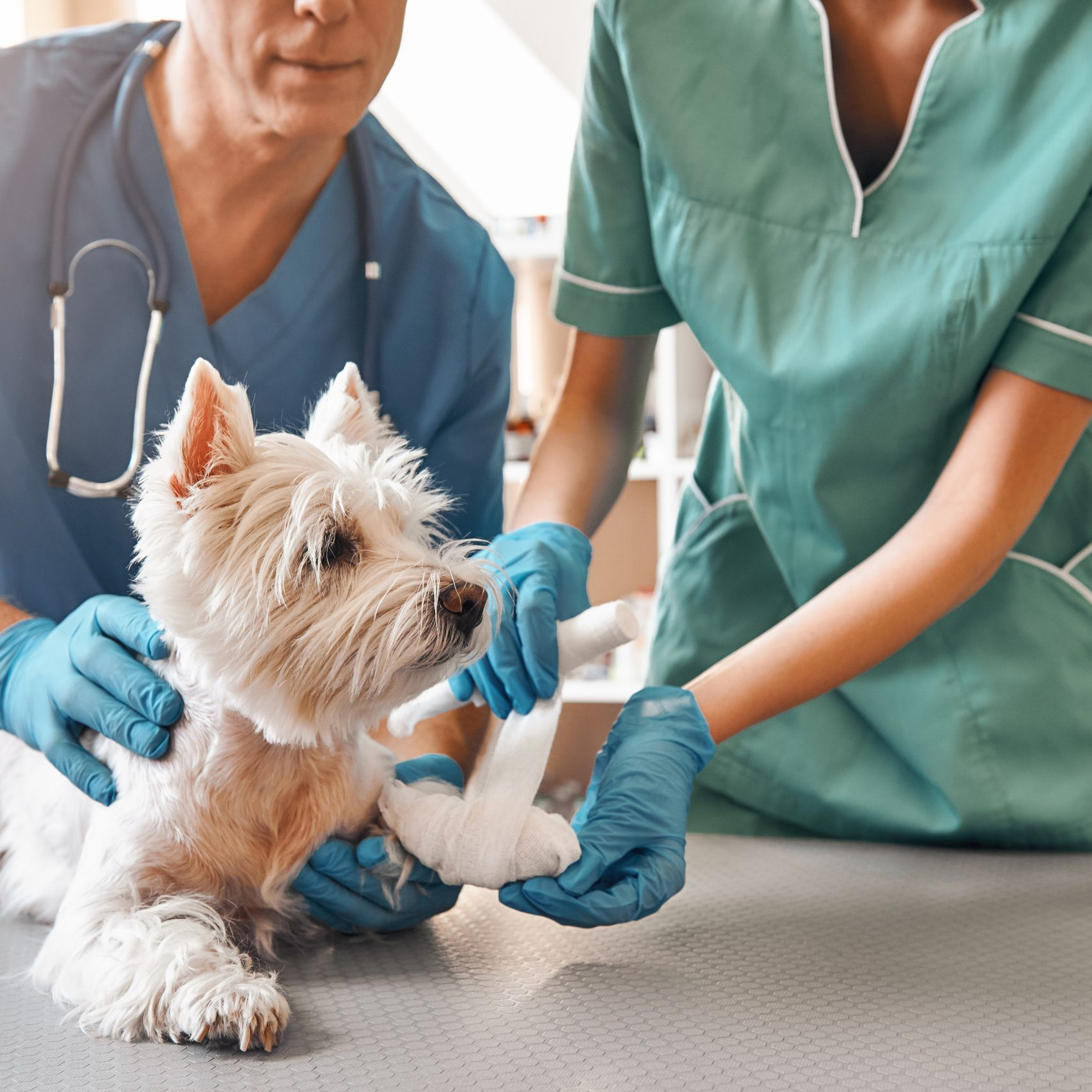 centro veterinario Las Platerías