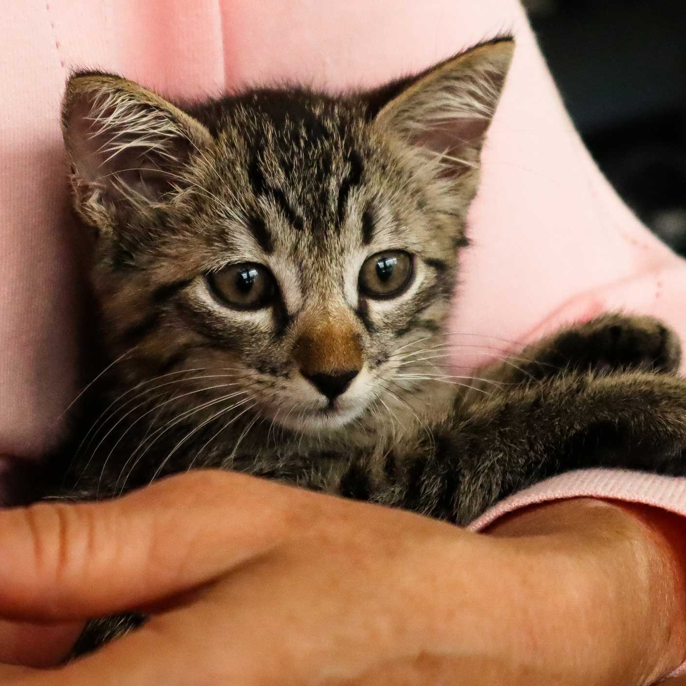 Gloria Maldonado. Etologia Clínica