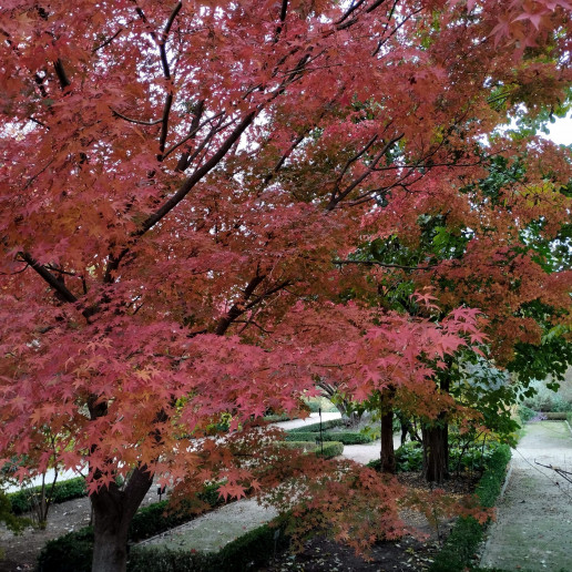 Paseo de otoño por el Real Jardín Botánico