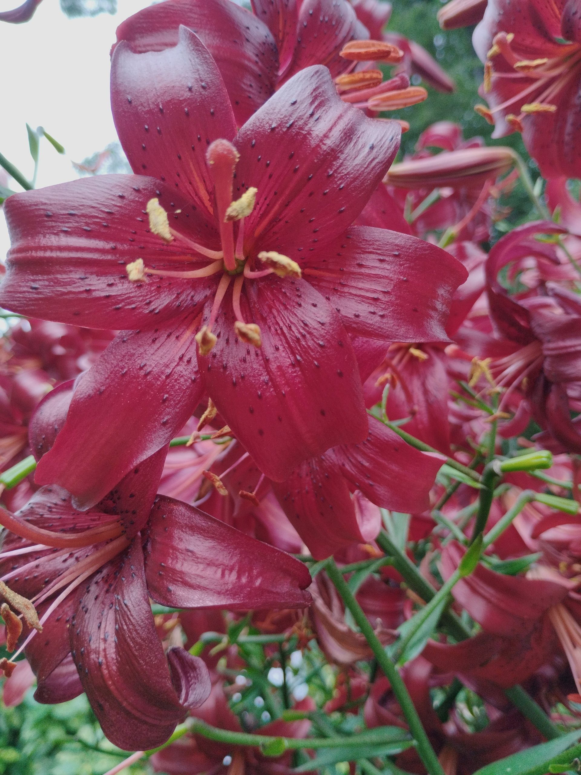 Lilium en el jardín botánico de Madrid